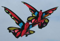 Mariposas en Valencia 2004